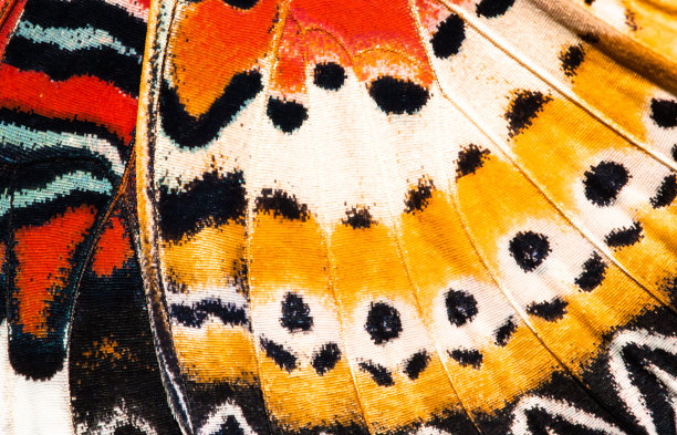 wings