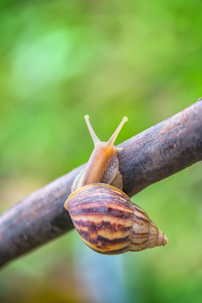 snail