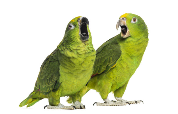 parrots