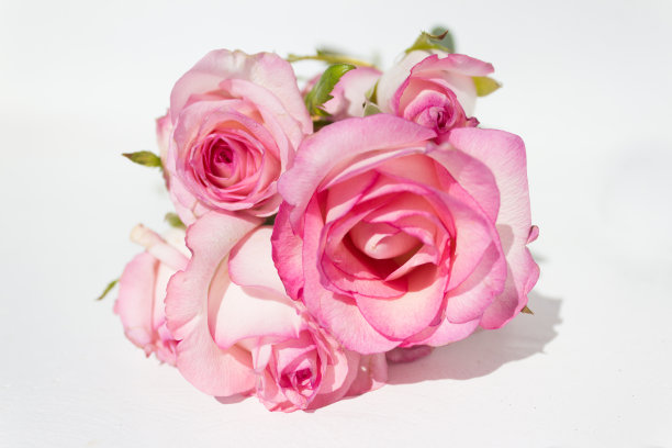 bloom