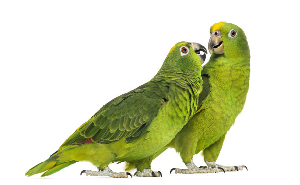 parrots