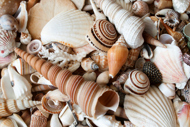 shells