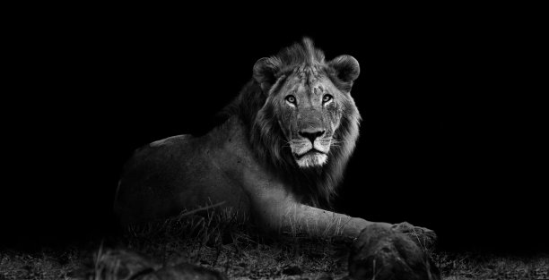 lions