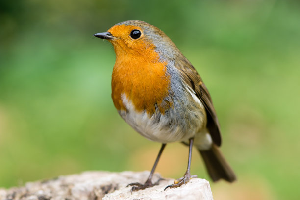 avian