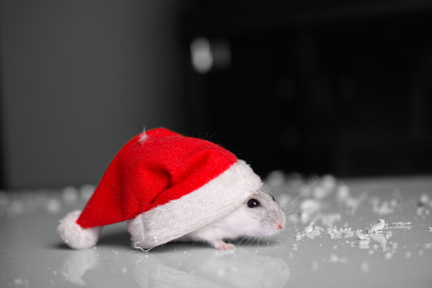 圣诞老人老鼠