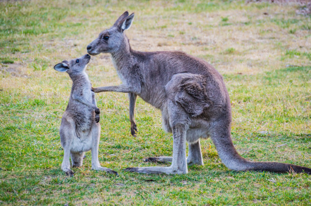 kangaroo