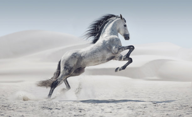 horse