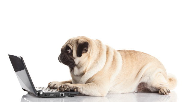 pug