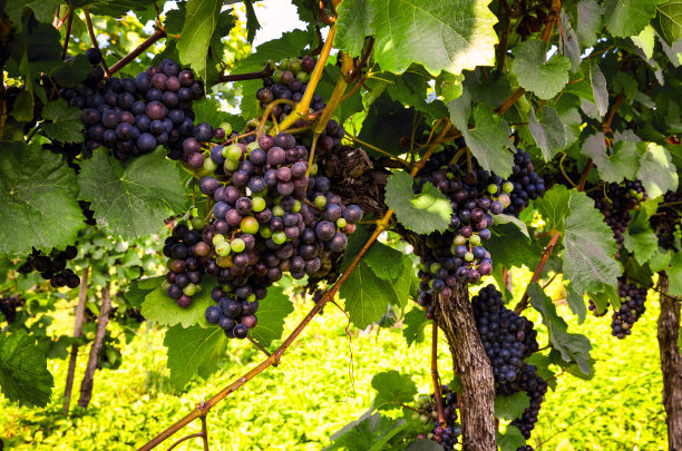 vineyard
