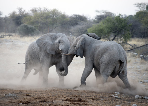 elephant