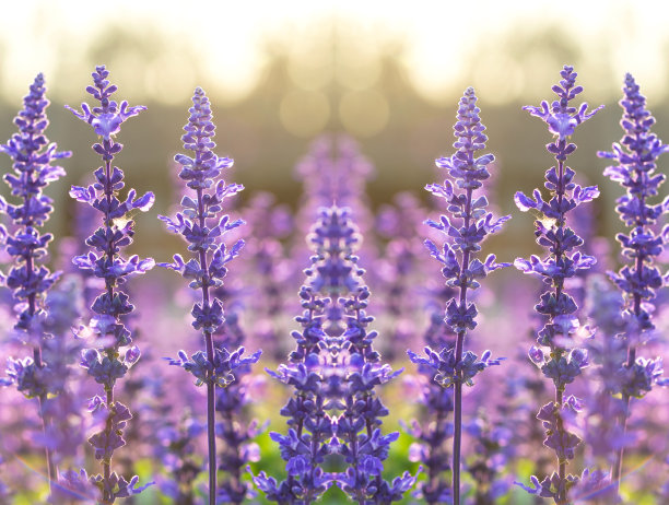 salvia