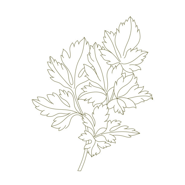 mugwort