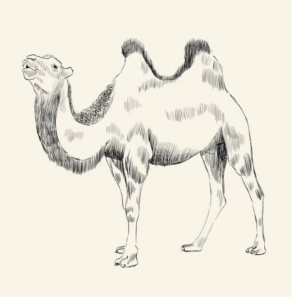 骆驼插画