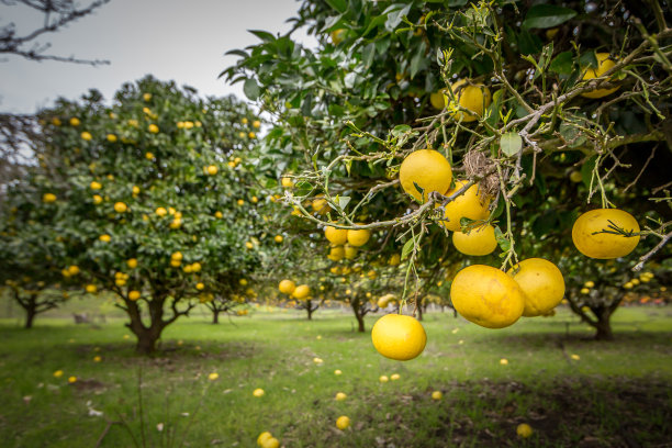 orchard
