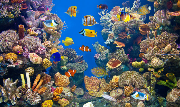 aquarium