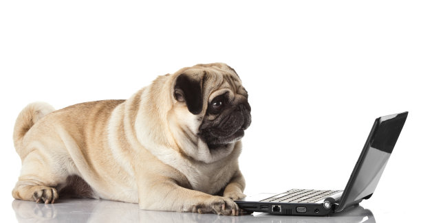 pug