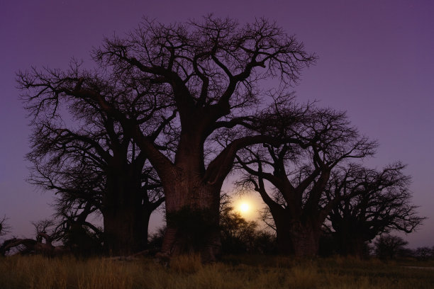 baobab