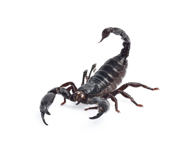 scorpio