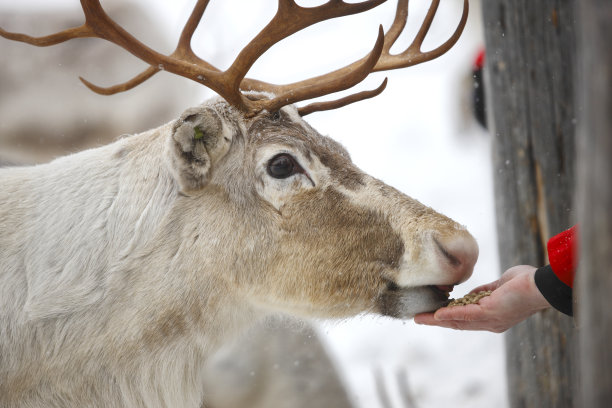 reindeer
