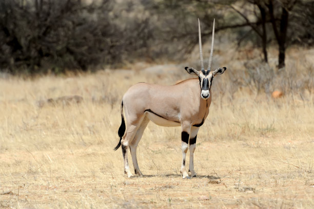 antelope