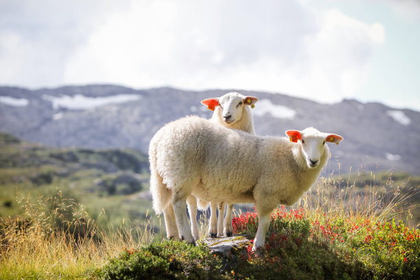 sheep