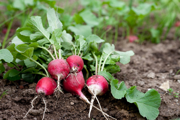 radishes
