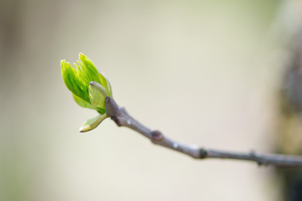 budding