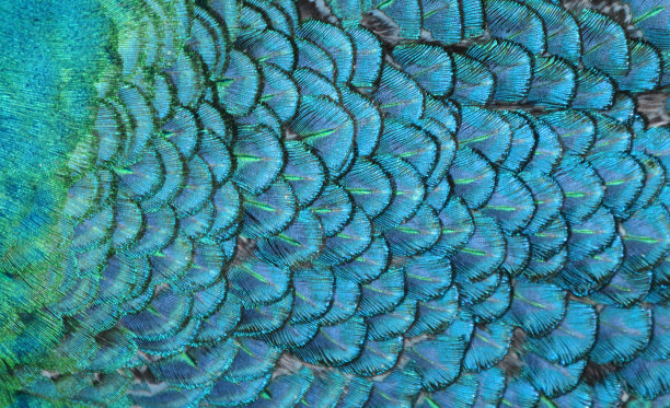 macro