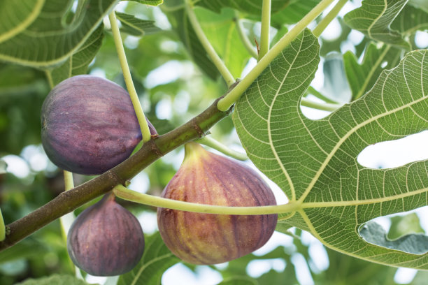 fig
