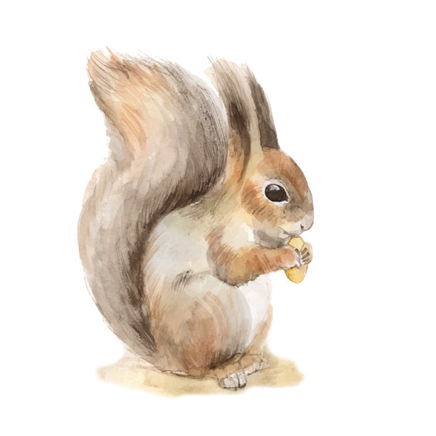 squirrel