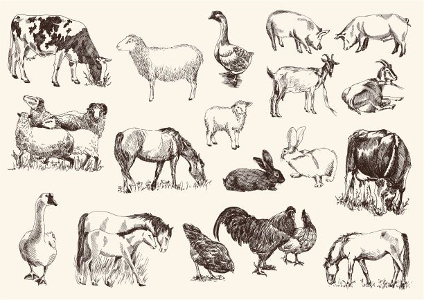 sheep