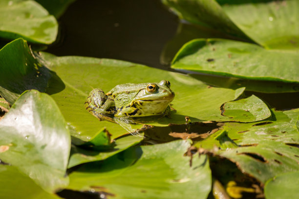 frog