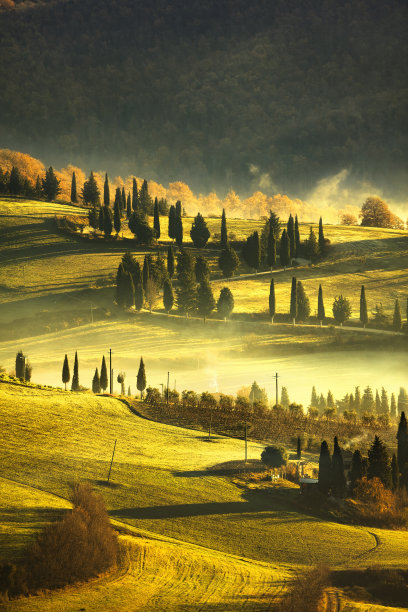 vineyard