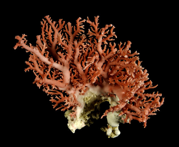 corals