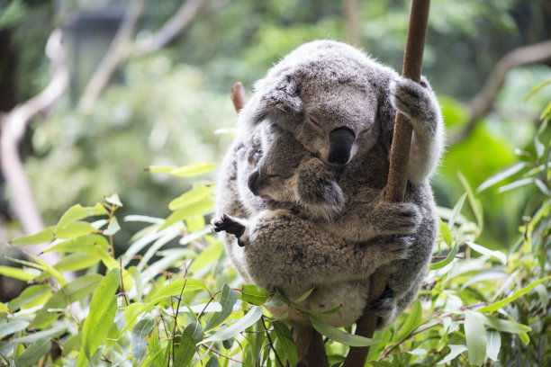 koala