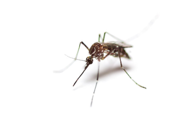 mosquito