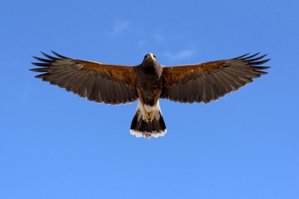 buteo