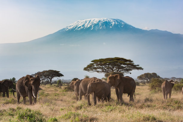 serengeti