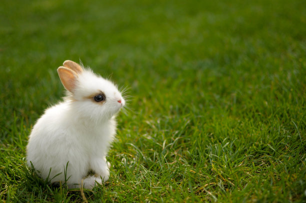 bunny