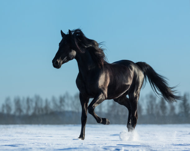 mustang