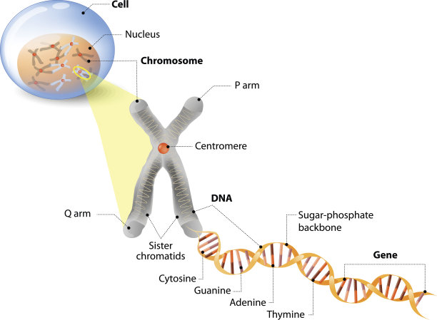 chromosone