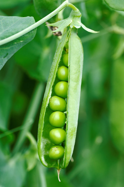 lathyrus