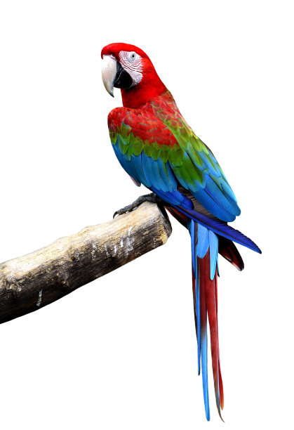 parrots