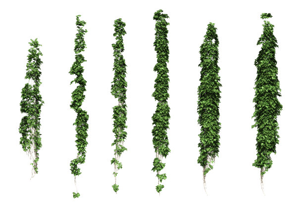 藤本植物