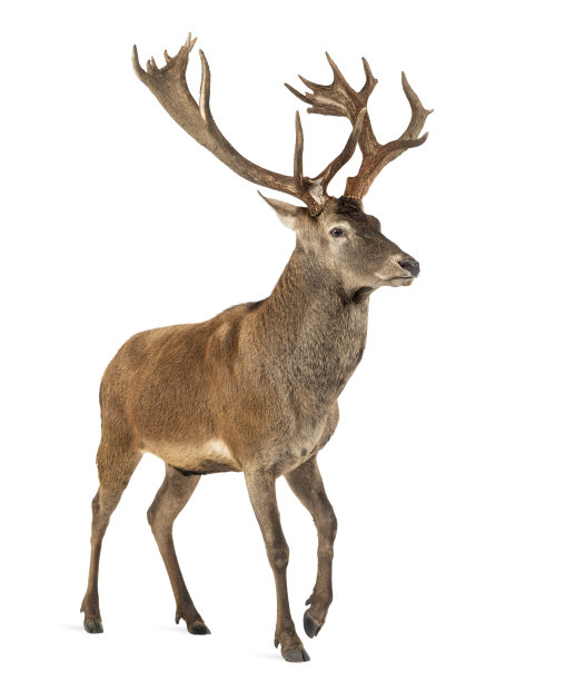 cervus