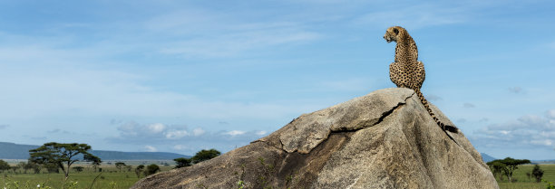 serengeti