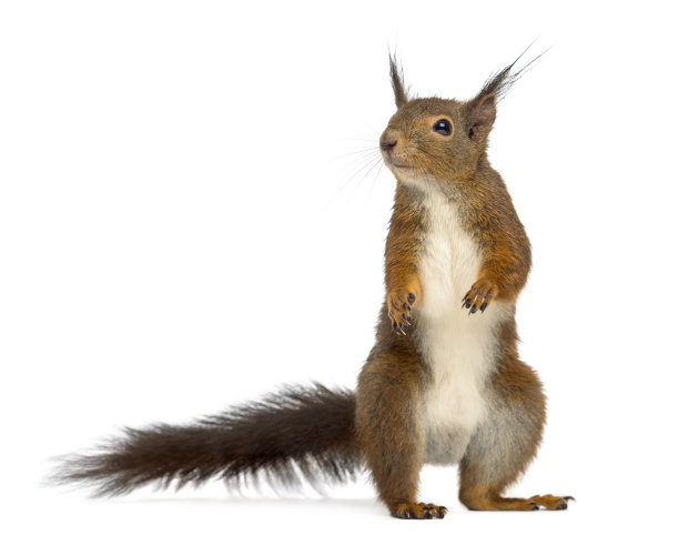 squirrel