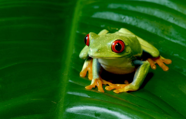 frog