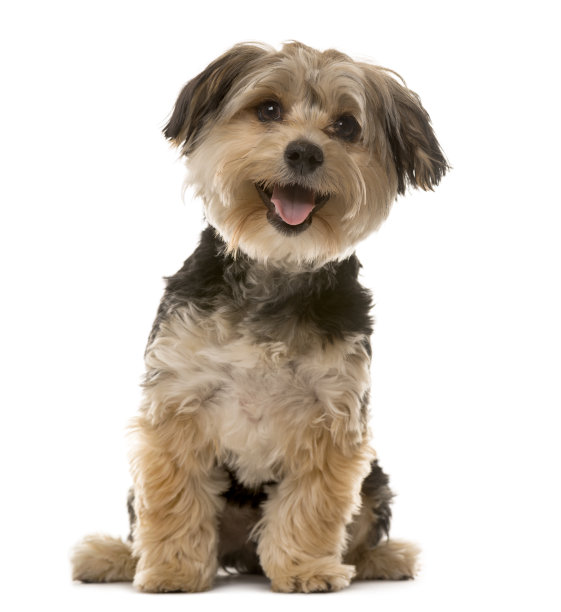 doggy