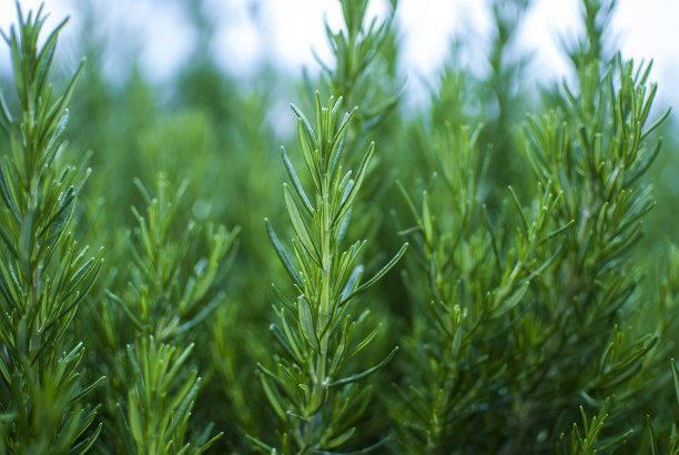 rosemary